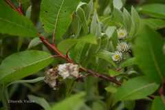 Anaphalis nepalensis